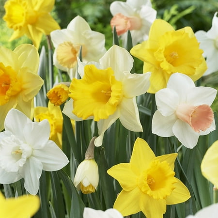 Van Zyverden Daffodils Naturalizing Dream Mixture Set of 25 (Best Way To Plant Daffodil Bulbs)