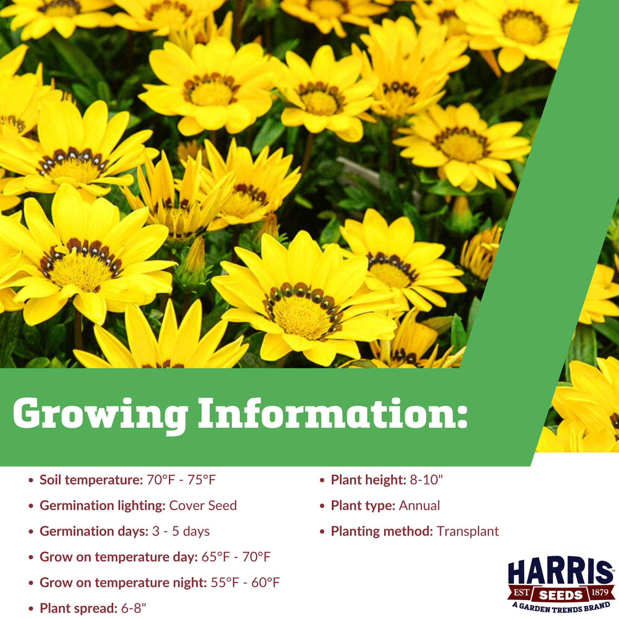 Harris Seeds - F1 Gazania New Day Seeds, Bright Yellow Non