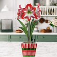 thumbnail image 4 of Easy to Grow Amaryllis Minerva Bulb Planted in a Holiday Square Pot Indoor, 4 of 7