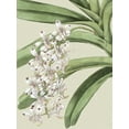 thumbnail image 2 of Vision Studio 25x32 White Modern Wood Framed Museum Art Print Titled - Small Orchid Blooms I, 2 of 4