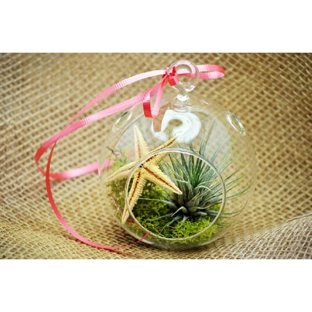 9GreenBox - Air Plant - Terrarium Kit, Moss and Starfish with Red