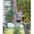 thumbnail image 5 of 4 piezas de soporte para plantas de jardín, jaula para cultivo de tomates, jaula para plantas trepadoras, con 4 piezas de orejas de autorriego y 1 pieza de línea de amarre para plantas con flores, suministros para plantas trepadoras de tomate de 45 cm brillar Electrónica, 5 of 5