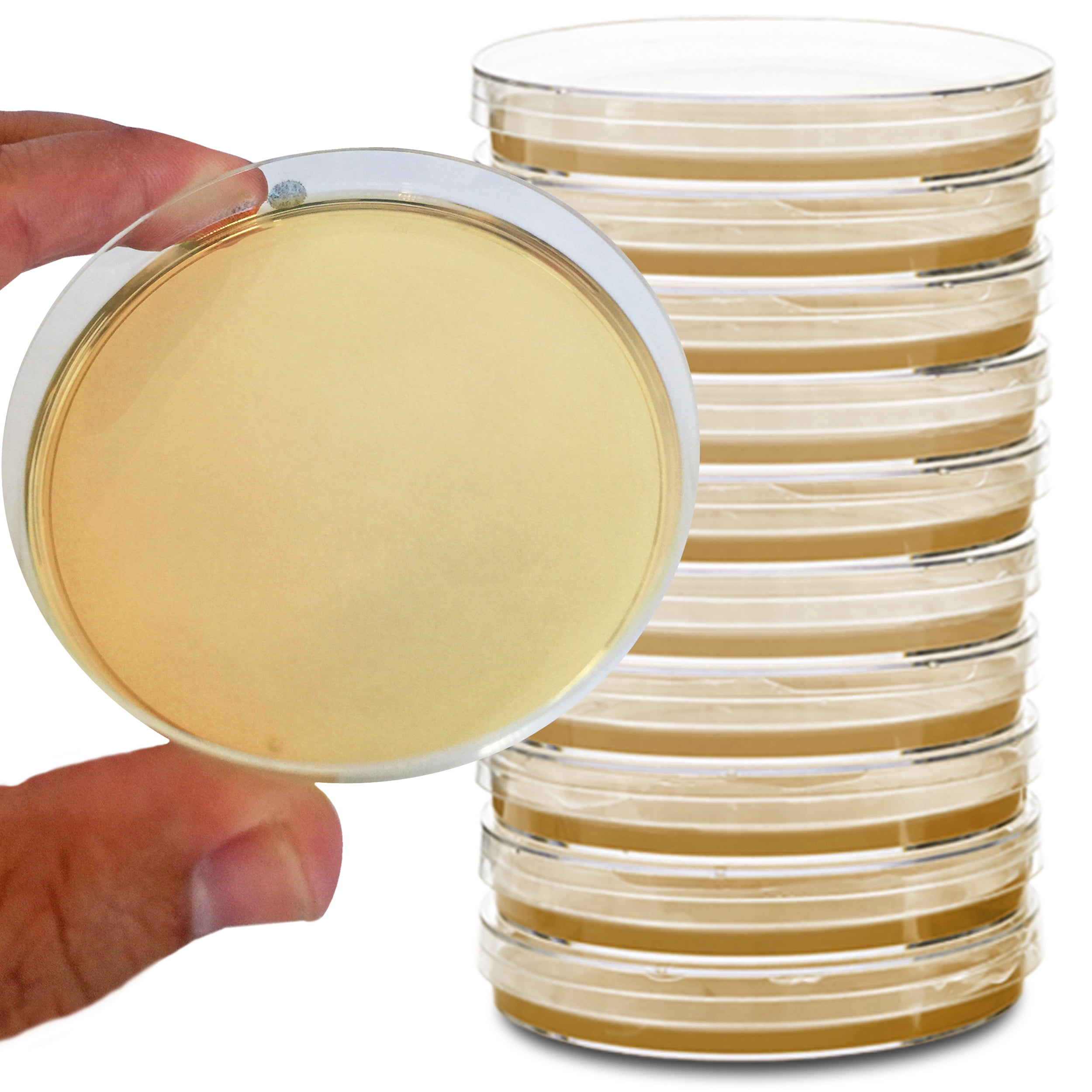 Potato Dextrose Agar Plates Evviva Sciences Prepoured Potato