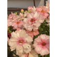 thumbnail image 3 of GSDWIUEW Butterfly Ranunculus Bulbs Buttercup Bare Roots for Planting Canada, Perennial Flower Ranunculus asiaticus, Easy to Grow, Double Ranunculus Bare Roots for Cut Flowers Garden Indoor Outdoor, 3 of 6