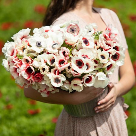 Eden Brothers Anemone Bulbs - Rainbow Red-White