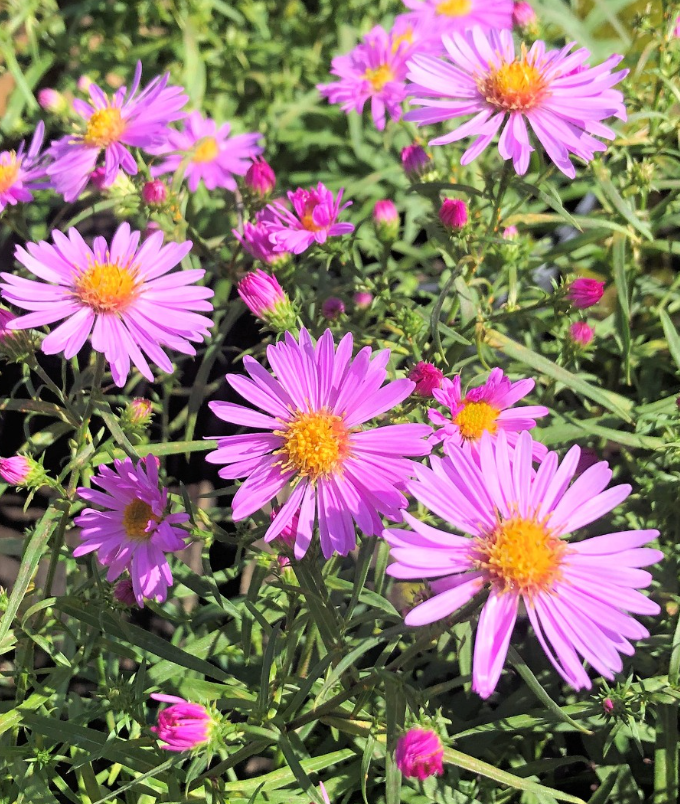 Hardy Aster Woods Pink Plants Live, Asters Perennial Live Plants, 5 to 7 Inc Tall, Flower Plant for Gardening Indoor