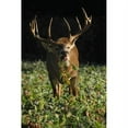 thumbnail image 3 of Whitetail Institute Imperial Tall Tine Tubers - 24 lbs - Carton of 2- 12lb Bags, 3 of 5