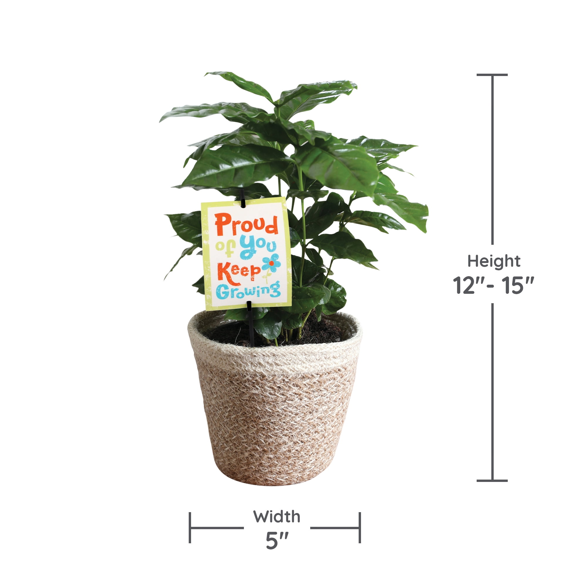 5" Coffee Plant in White Jute Planter – Proud of You