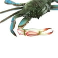 thumbnail image 5 of Large Lifelike Maryland Blue Crab Nautical Home Wall Plaque Tiki Bar Beach House Decor, 5 of 7