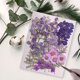 thumbnail image 4 of Advancent Artesanía de flores secas naturales Flores prensadas Ramos en relieve Decoración para tarjetas de boda Pintura de álbum de recortes Flores artificiales Typ 3 Advancent HA010760-03, 4 of 6
