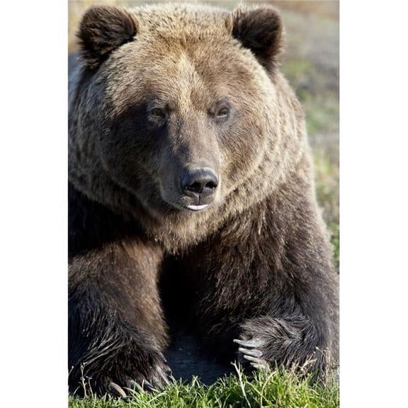 Captive - Close Up of A Brown Bear Alaska Wildlife Conservation Center Southcentral Alaska Autumn Poster Print - 12 x 18