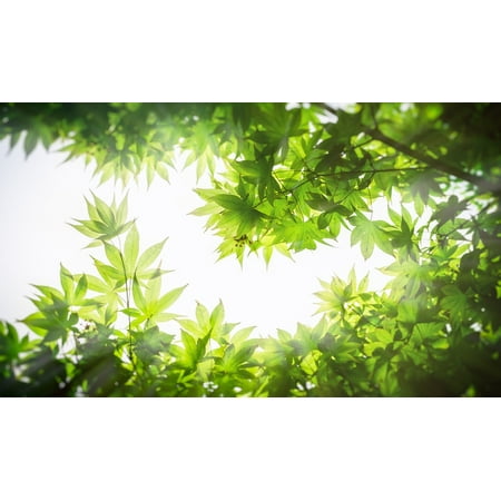 Laminated Maple Wood - LAMINATED POSTER Leaf Texture The Leaves Twig Wood Pattern Maple Poster Print 24 x 36