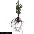 thumbnail image 3 of Spring Hill Nurseries Norway Spruce Picea, 2.5 Qt Potted Evergreen Tree, 1-Pack, 3 of 3