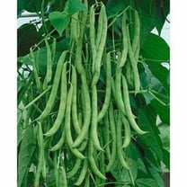 Kentucky Wonder Pole Bean Seeds - 500 Count Seed Pack - Very Reliable, Early Maturing, and Productive. - Country Creek LLC