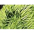 thumbnail image 3 of Provider Bush Bean Seeds, 3 of 3