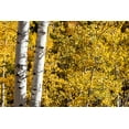 thumbnail image 2 of Ostrowitz, Mallorie 24x17 Gold Ornate Wood Framed with Double Matting Museum Art Print Titled - Aspen trees in autumn, 2 of 4