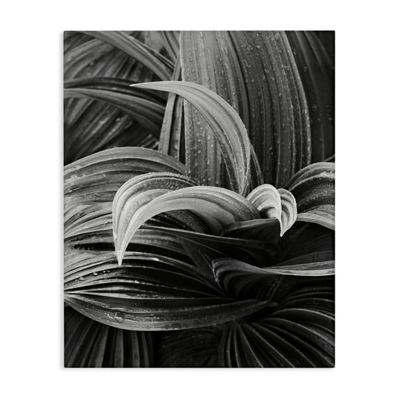 Stupell Industries Wet Leaves Detail Botanical & Floral Photography Gallery Wrapped Canvas Art Print Wall Art, 16 x 20