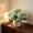 🔥 Green_New, variant on Sentmoon Artificial Silk Flower Ball In Small Ceramic Vase Real-Touch Mixed Floral Arrangement Decorative Tabletop Centerpiece for Home Office Wedding Event Rustic Chic