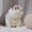 White, variant on Cat Clothes Warm Lambhair Vest Soft Cozy Winter Warm Fleece Sweatshirt Puppy Kitten Jacket Coat Pet Sphynx Costume Sweater