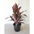 thumbnail image 2 of Ti Plant-Assorted-Deer Resistant  6" Pot, 2 of 20