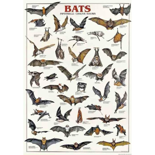 Breeds Of Bats (Italian) Poster 19.5x28