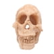 thumbnail image 1 of Injueey Acuario decoración paisajismo cabeza hueso cueva ornamento acuático Artificial Horror espeluznante decorativo pecera caja Prop Kits de decoración para fiestas Injueey HA069210-00B, 1 of 6