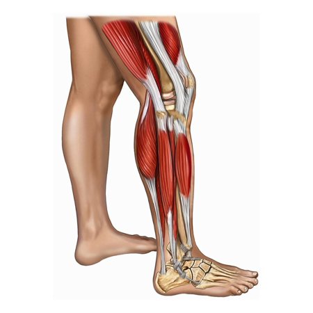 Anatomy Of Right Leg - Anatomy Diagram Book