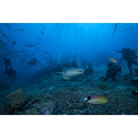 A large tawny nurse shark swims past divers at The Bistro dive site in Fiji Canvas Art - Terry MooreStocktrek Images (18 x
