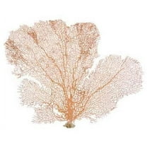 Sea Fan Coral | Orange Coral Sea Fan 7" to 10" | Natural Real Piece of Coral Sea Fan