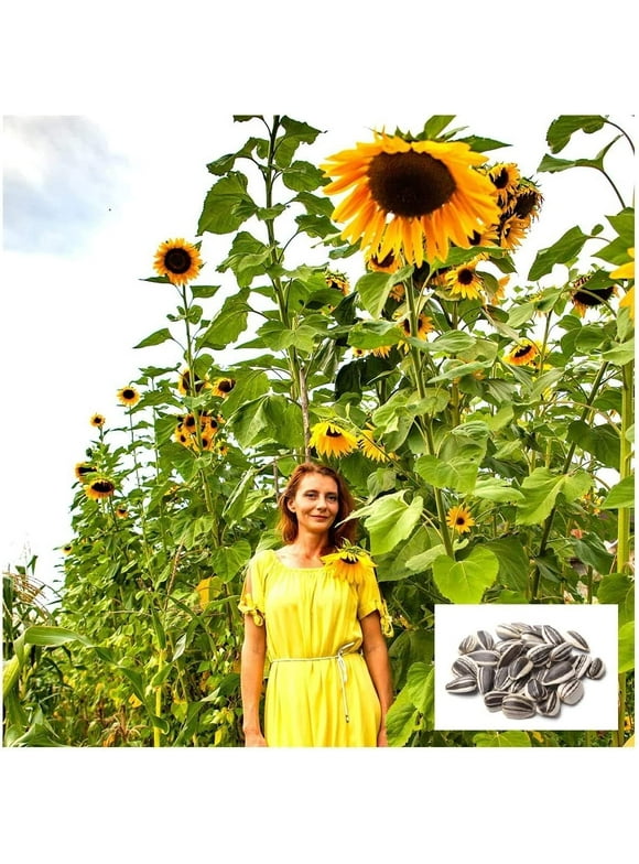 Sunflower Flower Seeds In Seed Gardening