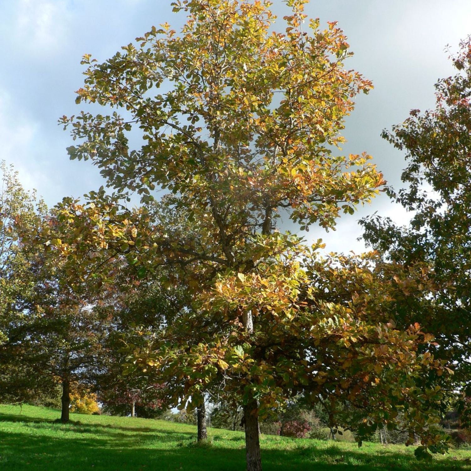 Expert Gardener 3-4' Swamp White Oak Hybrid Live Tree in 1 gal Grower Pot