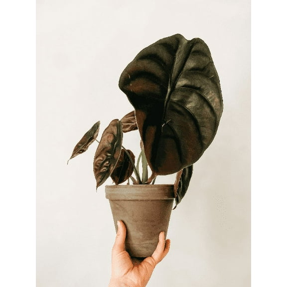 Alocasia Cuprea Red in 3.5 inch Size Pots/Tropical plant—Do not order in extreme temps, hot or cold.