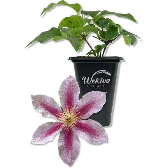 Clematis Piilu Little Duckling - Live Starter Plant in a 2 Inch Growers Pot - Starter Plants Ready for The Garden - Beautiful Violet and Pink Flowering Vine