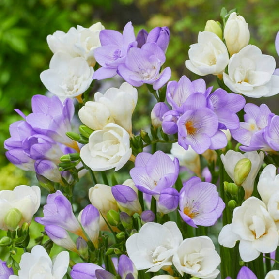 Easy to Grow Freesia Clear Skies Collection 30 Plant Bulbs, Fragrant Flowers Spring Partial Sun