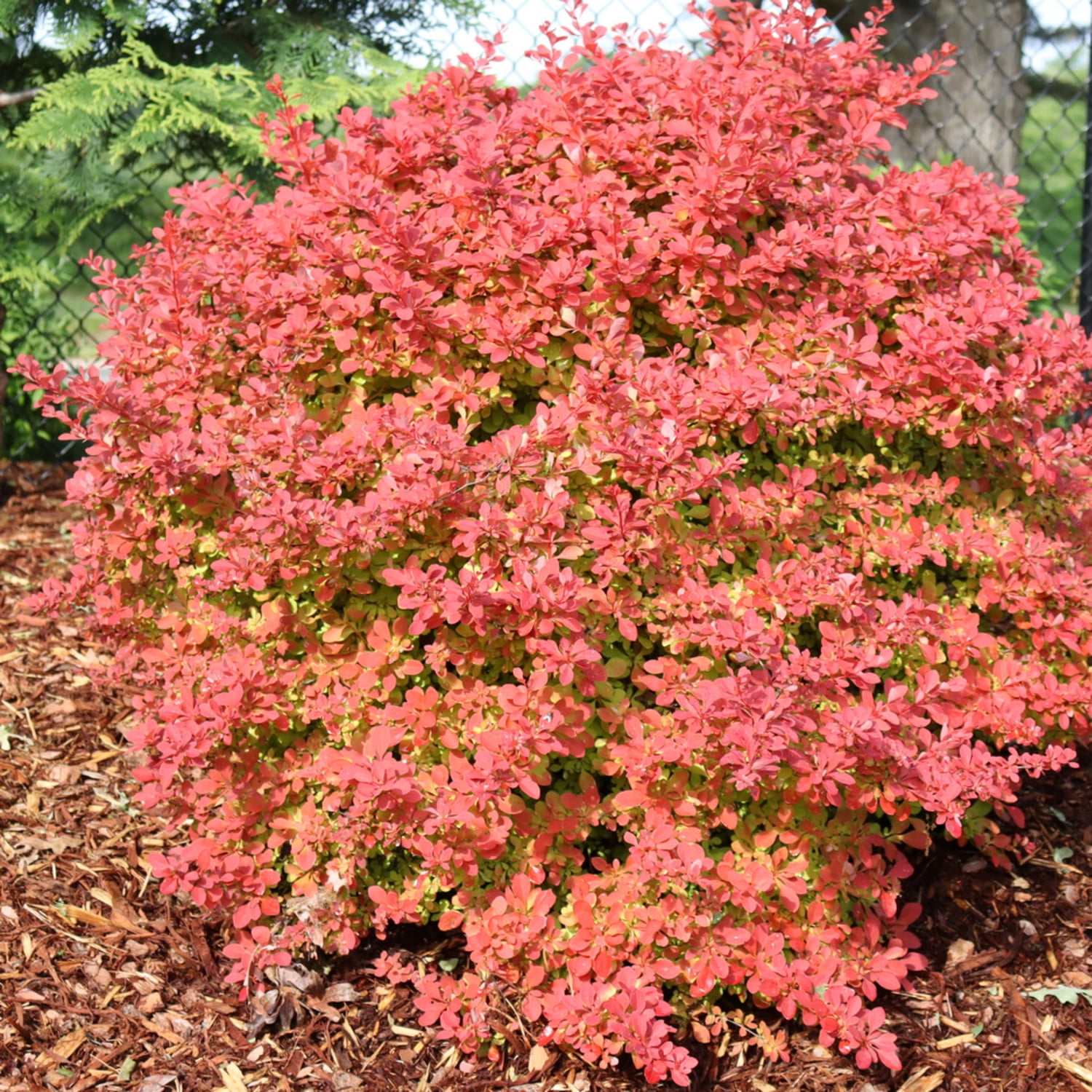 Proven Winners ColorChoice 5" Red Sunjoy Fast Neo Barberry Live Plant in 4.5" Pot (4 Count)
