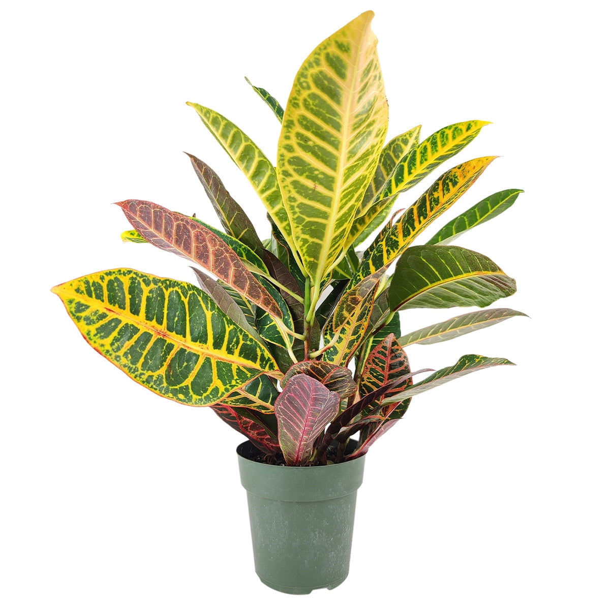 Croton Petra Variegated Croton Plant (6"+ Grower Pot) Tropical
