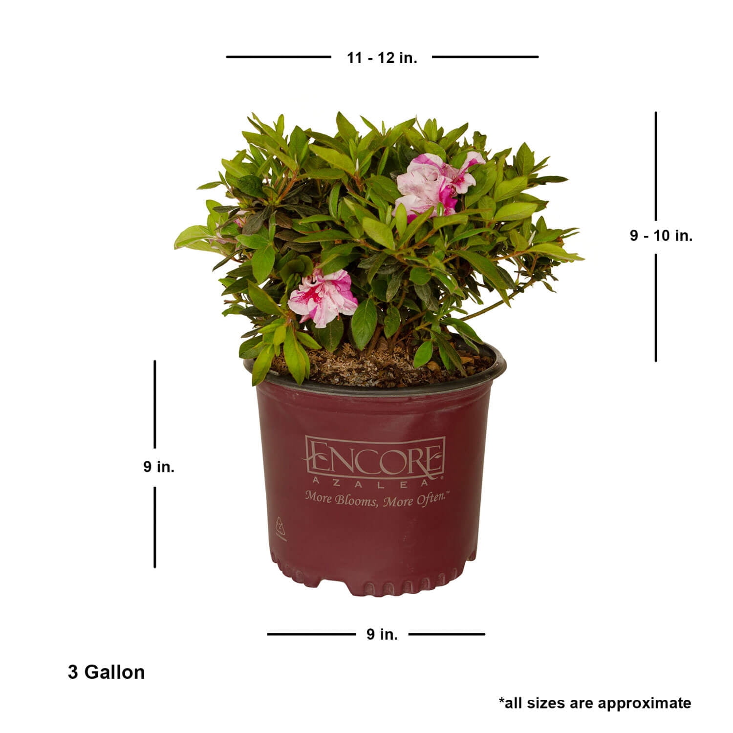 Encore Azalea Autumn Twist (3 Gallon) Purple and Pink Flowering Shrub - Full Sun Live Outdoor Plant