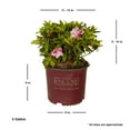 thumbnail image 4 of Encore Azalea Autumn Twist (3 Gallon) Purple and Pink Flowering Shrub - Full Sun Live Outdoor Plant, 4 of 10