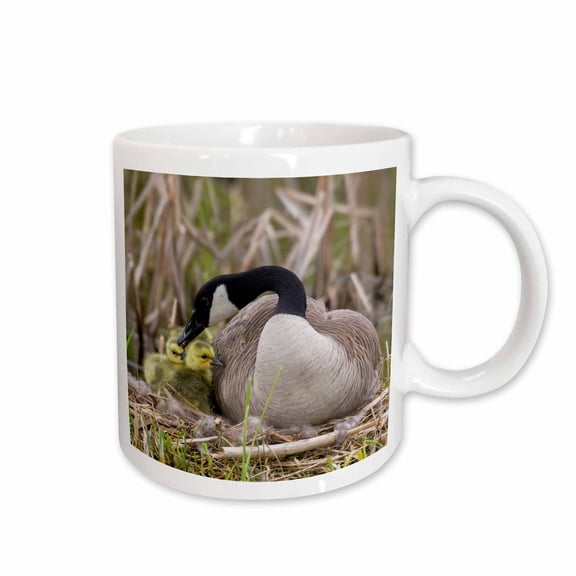 3drose, Canada Goose Tending Newly Hatched Goslings., 11oz Mug