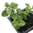 thumbnail image 5 of Oregano, Greek Plant, (Origanum vulgare) 2.5 inch pot, 5 of 6