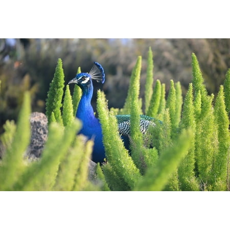 - LAMINATED POSTER Colorful Wildlife Animal Blue Zoo Peacock Bird Poster Print 24 x 36