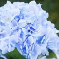 thumbnail image 3 of Enova Home Artificial Silk Hydrangea Flowers Arrangement in Cube Glass Vase With Faux Water For Home Office Decoration (Blue), 3 of 4