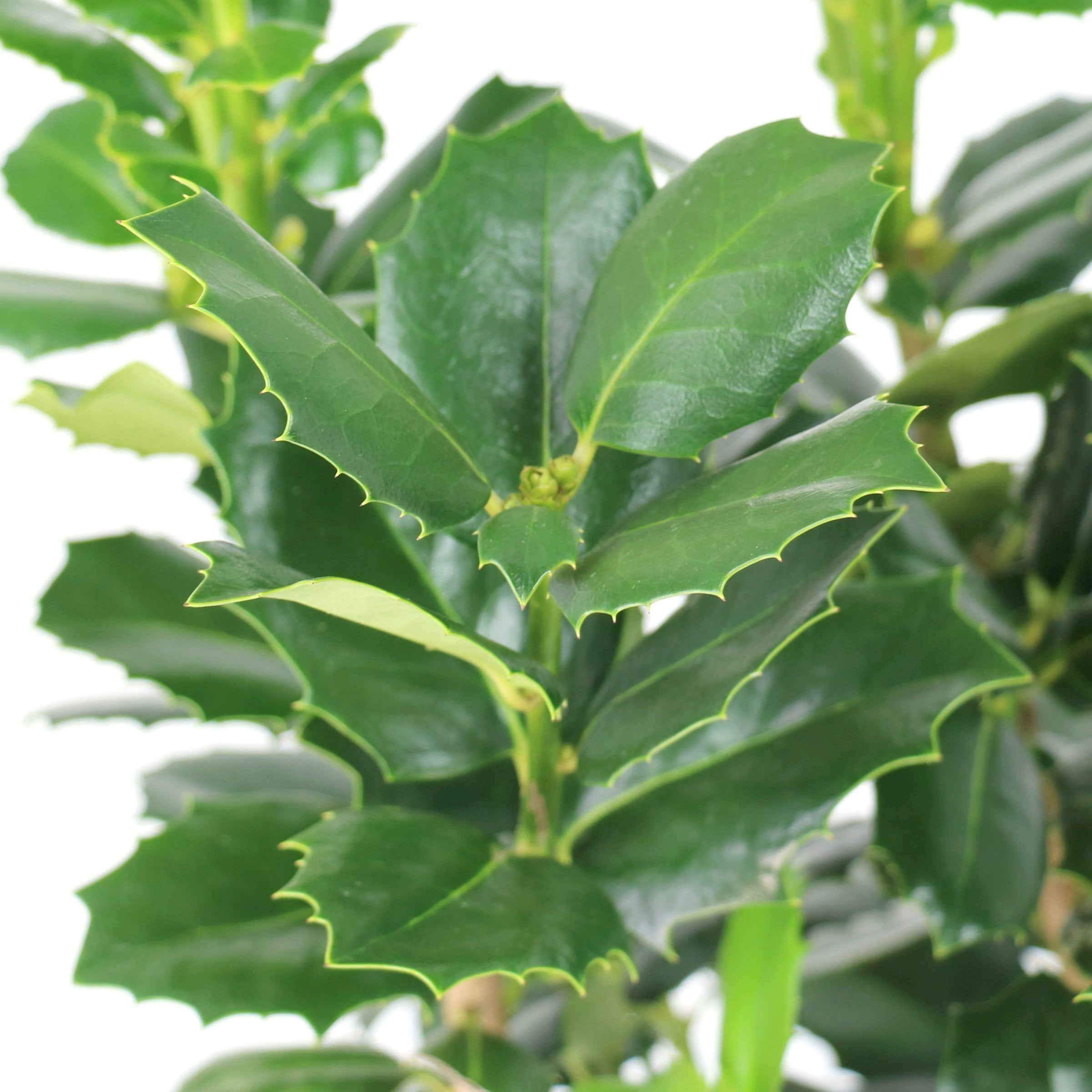 National Plant Network 3 gal.Ilex Savannah