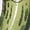 AD-Pink, variant on Dill-lightful Pickle Girls Toddler T-Shirt