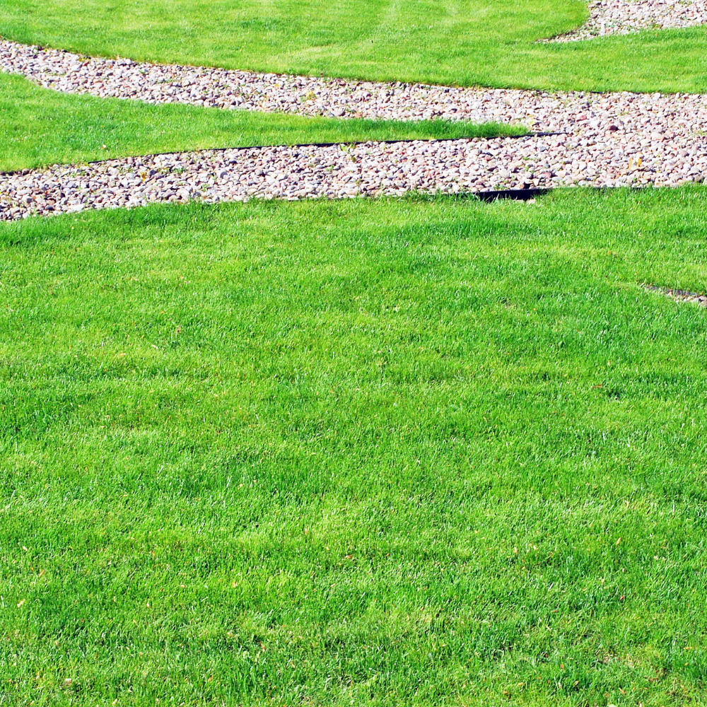 40000 Emerald Zoysia Grass Seed, Zoysia Emerald Grass Seeds for Lawn, Soft Texture and Drought Tolerant Grass Seed