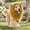 A01 Khaki1 6.3X10.24", variant on Dog Lion Mane Costume Halloween Pet Headwear With Ears And Tail Plush Mane Hat For Medium Large Dogs Party Photo