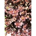 thumbnail image 4 of 50 Red DRAGONS BLOOD SEDUM Stonecrop Sedum Spurium Flower Seeds, 4 of 4