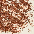 thumbnail image 3 of Red Tatsoi Mustard Seeds - 1 Lb - Herb & Vegetable Gardening, Micro Greens - Non-GMO, Open Pollinated - Brassica rapa Narinosa, 3 of 4