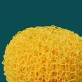 thumbnail image 2 of Kitchen Cleaning Tools Pan Scourer Brush Dish Washing Brush Cookware Scrubber Kitchen Cleaning Scrubbing Tool Blue yellow 1pcs, 2 of 9