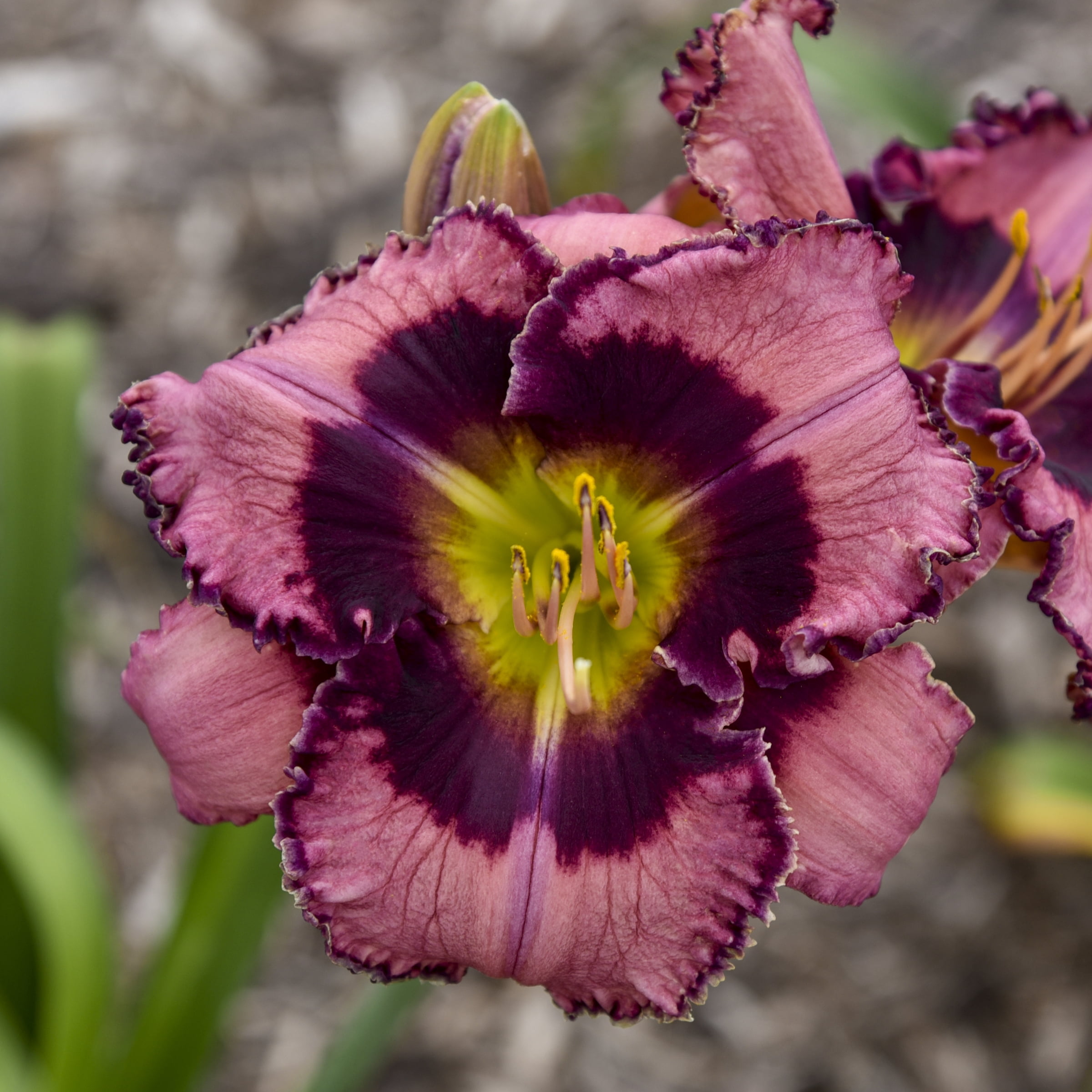 Bare Root Hemerocallis Be Fruitful and Multiply Perennial Plant with Maroon Flowers (2-Pack)